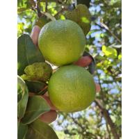 ราคา มะนาวแป้นพิจิตร ลูกใหญ่น้ำเยอะสดจากสวน 1 กก. (41268471948)