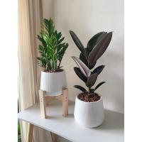 ราคา *ต้นไม้จริง* ต้นยางอินเดีย ต้นกวักมรกต ต้นไม้ตกแต่งบ้าน (14677379409)