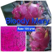 ราคา Bloody Mary กิ่งพันธุ์แก้วมังกร (26462709112)