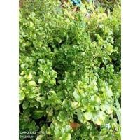 ราคา ต้นหยิบเงินหยิบทอง ขายแบบเป็นกิ่งนะคะ ชุดล่ะ15กิ่ง (16215722823)