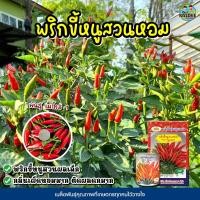 ราคา เมล็ดพริกขี้หนูสวนหอม พันธุ์เมโทร1 ขนาด20กรัม Hot Pepper ตราภูเขาทอง เมล็ดพันธุ์พริกขี้หนูสวน (13612129477)