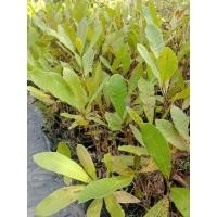 ราคา ต้นมะม่วงป่าหิมมะฟานขายเป็นชุด 10 ถุง 150 บาท (21994300943)