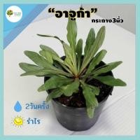 ราคา [ต้นไม้จิ๋ว] ต้นอาจูก้า ม่วงมณี ส่งพร้อมกระถางขนาด 3 นิ้ว ไม้มงคล เสริมดวง ต้นไม้ประดับ ต้นไม้ฟอกอากาศ ต้นไม้มินิมอล (10282713449)