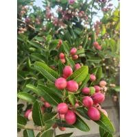 ราคา มะม่วงหาว มะนาวโห่ (5288044288)