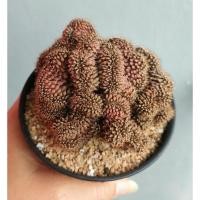 ราคา ใหญ่อลังการยิมโนคริส ทรงมังกร สีเหลือบม่วง มีเชื้อด่าง (Gymnocalycium Cristata) (22468057728)