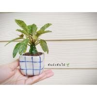 ราคา มะพร้าวทะเลทรายใบด่าง (10704187317)