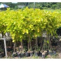 ราคา ต้นทองนพเก้า ต้นแม่ทอง ต้นสูง 60 - 80 ซม (17359976244)