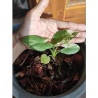 ราคา Alocasia macrorrhizosบอนกระดาด ด่าง บอนกระดาษ ด่างขาว (13819573222)