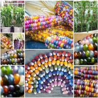 ราคา เมล็ดพันธุ์ ข้าวโพด ข้าวโพดอัญมณี20 เมล็ด GlassGem CornSeed เมล็ดพันธุ์แท้100% ปลูกผักสวนครัว นำเข้าจากต่างประเทศ (10414051154)