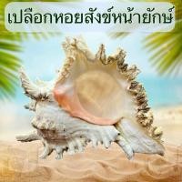 ราคา Mandalay Jewelry: เปลือกหอยสังข์หน้ายักษ์ หอยแท้(J-07) (22461913956)