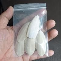 ราคา กระดองปลาหมึก ลิ้นทะเล ไซส์จิ๋วมินิ ไม่ฟอกขาว แคลเซียมนก หนูกระรอก อาหารปูเสฉวนบก (20007980699)