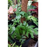 ราคา ต้นมอนสเตอร่าจินนี่ หรือ มินิมอนสเตอร่า(Monstera Ginny) ไม้เลื้อย (12703847608)