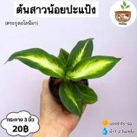 ราคา ต้นสาวน้อยปะแป้ง จัดส่ง 2 ต้นขึ้นไป คละแบบได้ (26810540798)