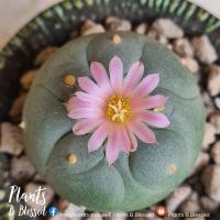 ราคา LF1- Lophophora Fricii โลโฟโฟรา ฟริซิไอ(ไม้เมล็ด) ต้นกลมสวย เต้าใหญ่นูน ผิวเคลือบแวกซ์สวยมากๆ (11866315895)