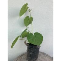 ราคา บอระเพ็ด​ กล้าบอระเพ็ด ต้นกล้าบอระเพ็ดจากกิ่งปักชำพร้อมปลูก (9350548222)