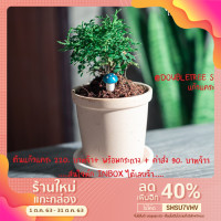 ราคา ต้นแก้วแคระใบเล็กจ้า ส่งพร้อมกระถางขาว พร้อมถาดรองจ้า (4355816089)