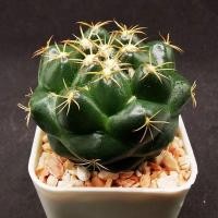 ราคา ช้าง แคคตัส ช้าง Coryphantha elephantidens (7047584270)