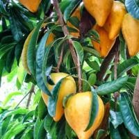 ราคา ต้นลูกท้อ ต้นเซียนท้อ (ละมุดอินเดีย) จัดส่งพร้อมถุง 6 นิ้ว ลำต้นสูง 60-70 ซม (3694687120)