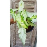 ราคา Syngonium threeking เงินไหลมาสามกษัตริย์ (8751848735)