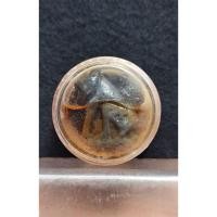 ราคา เสือมหาอุตม์ อาจารย์พรหม อ่างทอง สำนักบารมีพ่อแก่ พุทธคุณเด่นด้านคงกระพันชาตรี แคล้วคลาด (24164082146)