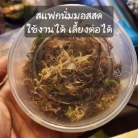 ราคา สแฟกนั่มมอสสด สามารถเพาะต่อได้ สแฟกนั่มมอส Sphagnum moss มอสปลูกต้นไม้ ปลูกกล้วยไม้ มอสสด มอสสแฟกนั่ม (28391578567)