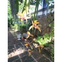 ราคา กล้วยไม้ กะเรกะร่อนปากเป็ด ขายแยกแขนง (40124843332)