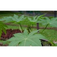 ราคา ใบละหุ่ง สด สำหรับทำยา 1กก 100บาท ใบใช้เลี้ยงตัวหม่อนไหมใบ นำมาต้มดื่ม แก้อาการปวดท้อง ช่วยลดไข้ (24571523384)