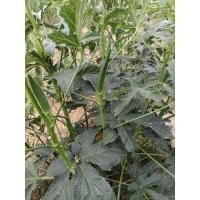 ราคา กระเจี๊ยบเก็บใหม่ๆสดๆทุกวัน ...สรรพคุณดีมากรักษาสุขภาพเชิญทางนี้ (41062850663)