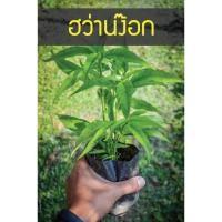 ราคา ต้นฮว่านง็อก พญาวานร หรือ ว่านง็อก รากเดินพร้อมปลูก (4226736965)