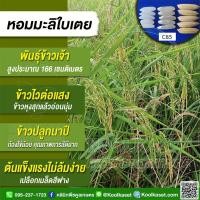 ราคา เมล็ดพันธุ์​ข้าว ชุดทดดลอง ท้องถิ่น ข้าวเจ้า หอมมะลิใบเตย C85 ข้าวนาปี ไวแสง หอมนุ่ม กลิ่นใบเตย รสชาติอร่อย 4,000 - 5,00 (48205628118)