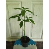 ราคา ต้นศุภโชคไม้มงคลต้นแฝด (28190631247)