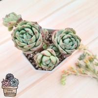 ราคา VANILLA​ ต้นขึ้นโขดกุหลาบหิน​น่ารัก​พร้อมส่ง​ 50​สายพันธุ์​ ร้านใบบุญ​ กุหลาบหิน​ ไม้อวบน้ำ​ Succulent​ Echeveria​ (21802627066)