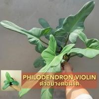 ราคา ฟิโลเดนดรอนไวโอลิน ฟิโลไวโอลิน Philodendron Violin ต้นไวโอลิน Philoviolin ฟิโลเดนดรอน (22256422944)