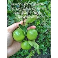 ราคา มะนาวสดจากสวน1ก กแป้นรำไพพิจิตรเปลือกบางน้ำเยอะหอมกลิ่นมะนาวไม่ฉีดสารเคมีใดๆใช้เพียงปุ๋ยอินทรีย์เท่านั้น (20044200926)