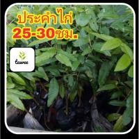 ราคา ต้นประคำไก่ สมุนไพร ประคำไก่ (7164715425)