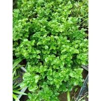 ราคา ต้นพันธุ์ วอเตอร์เครส สีเขียว 29 บาท watercress สลัด ต้นวอเตอร์เครส (43673701705)