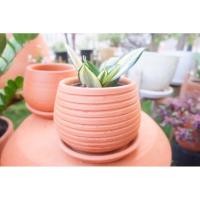 ราคา กระถางดินเผาทรง 6 นิ้ว ทรงบาตร (3277945490)