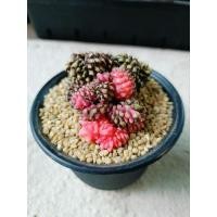 ราคา ยิมโนคริสตาต้าด่าง ฟอร์มขด/ ด่างสีชมพู-ม่วง (27757080157)