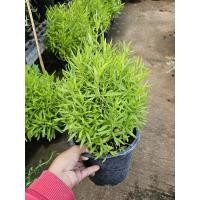 ราคา ทาร์รากอน (Tarragon) กระถาง 8" นิ้ว (24920305737)