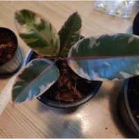 ราคา ต้นยางอินเดียใบด่างชมพู (8375415608)