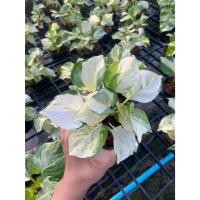 ราคา พลูแอปเปิ้ล Manjula Pothos ต้นไม้ฟอกอากาศ ต้นไม้ พลูด่าง พลูด่างเลี้ยงง่าย (26264254006)