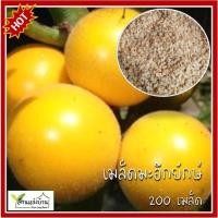 ราคา 200 เมล็ด มะอึกยักษ์ เมล็ดมะอึกยักษ์ มะอึก เมล็ดมะอึก มะอึกไร้หนาม มะเขือปู่ มะปู่ มะเขือขน หมากขน (23880156113)