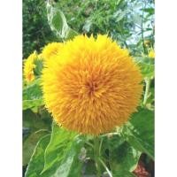 ราคา เมล็ดพันธุ์ทานตะวัน เทดดี้แบร์ Teddy Bear Sunflower สีเหลือง ซองละ 39บาท 15 เมล็ด ต้นสูงประมาณ 30-40เซน ดอกสีเหลือง (13998713397)