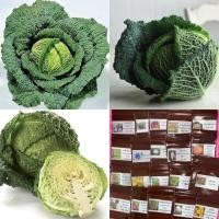 ราคา เมล็ดพันธุ์ กะหล่ำปลีซาวอย (Savoy Cabbage Seed) บรรจุ 50 เมล็ด คุณภาพดี ราคาถูก ของแท้ 100% (41529038694)