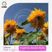 ราคา AGA AGRO I "ทานตะวัน ดับเบิ้ล ซันคิง" ดอกซ้อนฟูใหญ่-100เมล็ด-Helianthus Double Sunking (2163242114)