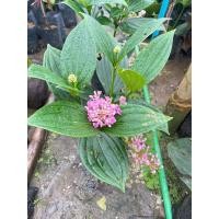 ราคา ต้นไข่มุกอันดามัน ดอกเป็นพวงคล้ายไข่มุก ออกดอกทั้งปี (20481415730)