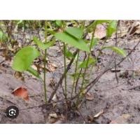 ราคา ต้นพันธุ์สมุนไพรโลดทะนงแดง/นางแซง พร้อมปลูก15-20cm25-30cm (28785490469)