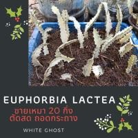 ราคา ส่งฟรี ขายเหมา 20 กิ่ง ตัดสด ยูโฟเบียสลัดไดขาว กระดูกมังกร #Euphobia Lactea White Ghost Wholesale 20 pcs (3990423154)