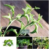 ราคา ต้นโลมา กระถาง3นิ้ว Senecio ‘ Hippogriff ’ ไม้อวบน้ำ กุหลาบหิน (10785008397)