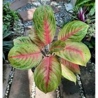 ราคา อโกลนีมาหรือแก้วกาญจนา รวยลาภ (Aglaonema sp. ‘Ruaylaph’) (9290740524)
